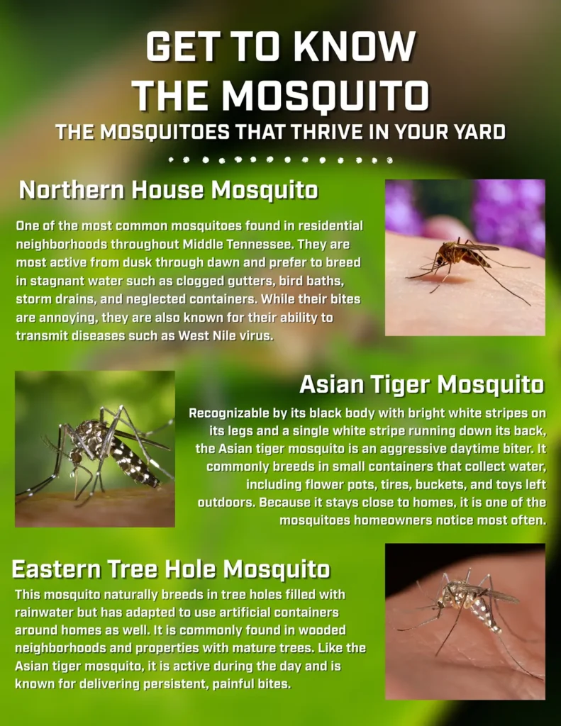 get to know the mosquitos