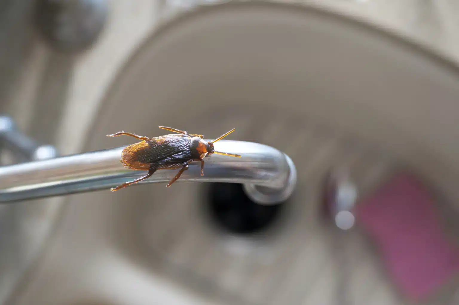 German Cockroach | Pest ID Guide 4 Cockroach on a kitchen faucet above a sink