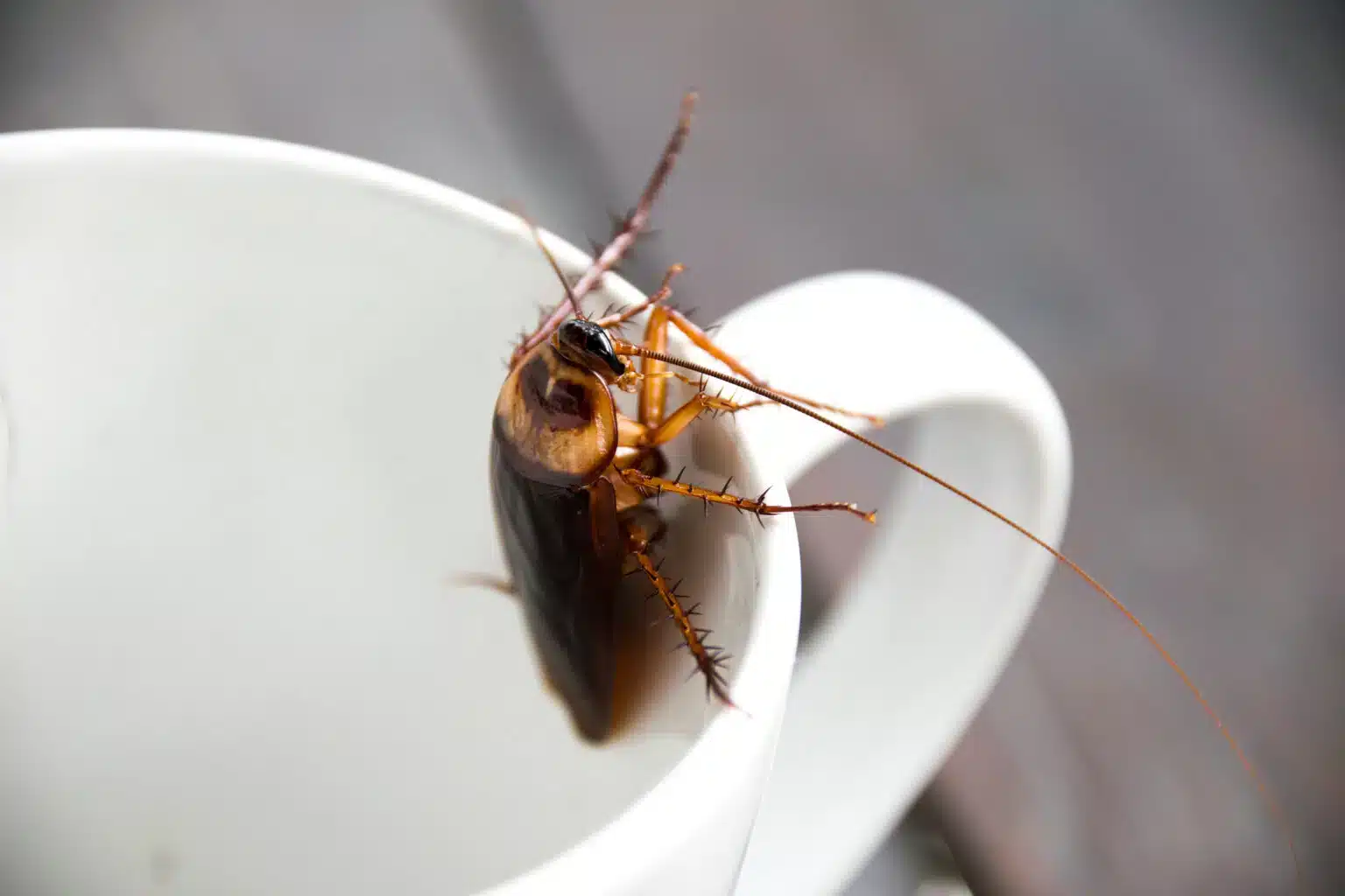 German cockroach crawling on dishes in a Tennessee home during summer.