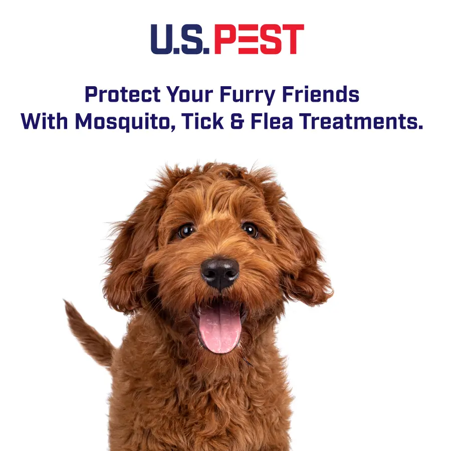 Dog scratching excessively due to flea bites and skin irritation