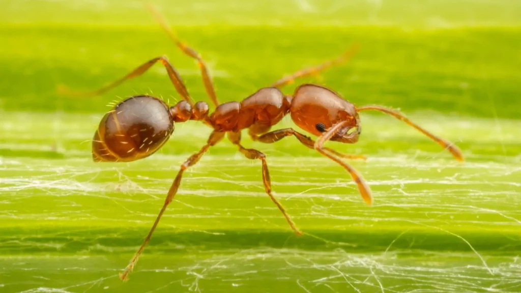 Close-up of fire ants swarming on a disturbed mound in a residential backyard