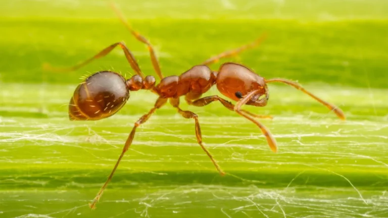 Pest Identifier Guide 4 Fire ants in Middle Tennessee swarming a disturbed mound in a residential backyard