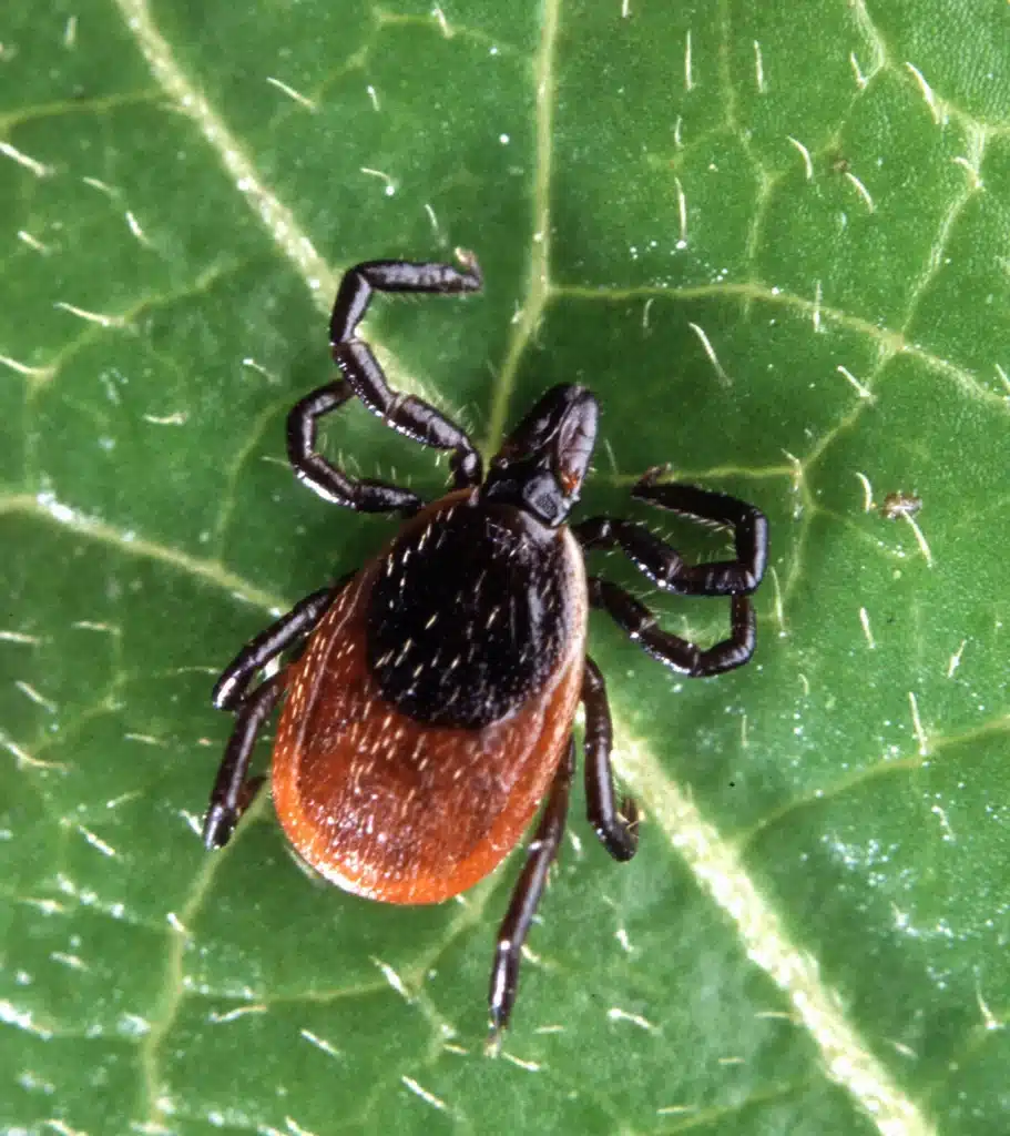 Lone Star vs. Dog Tick vs. Deer Tick: A Tennessee Tick ID Guide 4 Black Legged Deer Tick