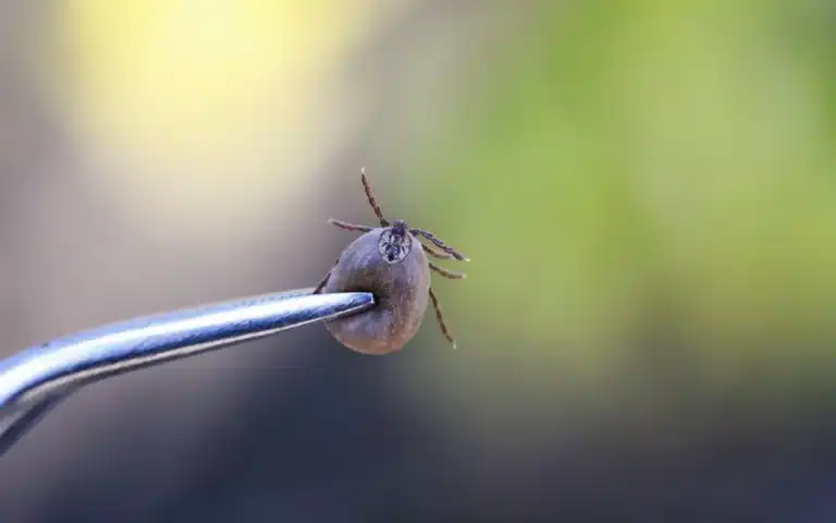 Fine-tipped tweezers gripping a tick close to the skin surface for proper removal