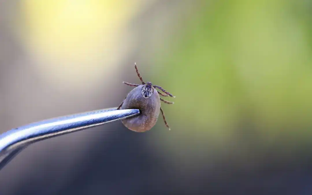 Fine-tipped tweezers gripping a tick close to the skin surface for proper removal