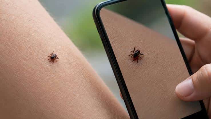 Close-up of a lone star tick on human skin showing the white spot on the abdomen
