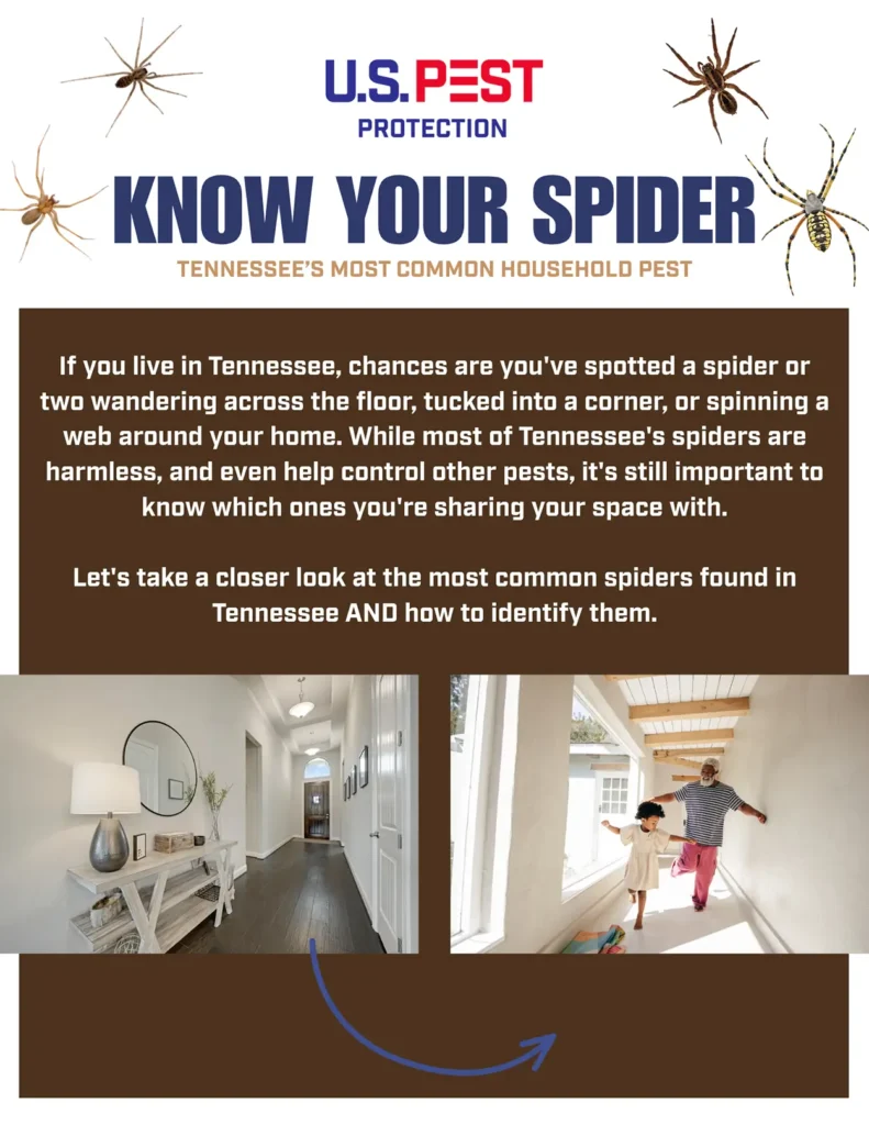 The August Spider Invasion: What Homeowners Should Know Before Fall 2 Know Your Spiders