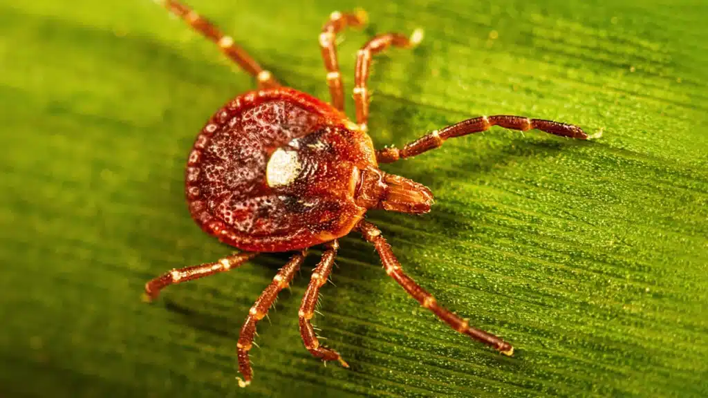 Lone Star vs. Dog Tick vs. Deer Tick: A Tennessee Tick ID Guide 2 Lone Star Tick