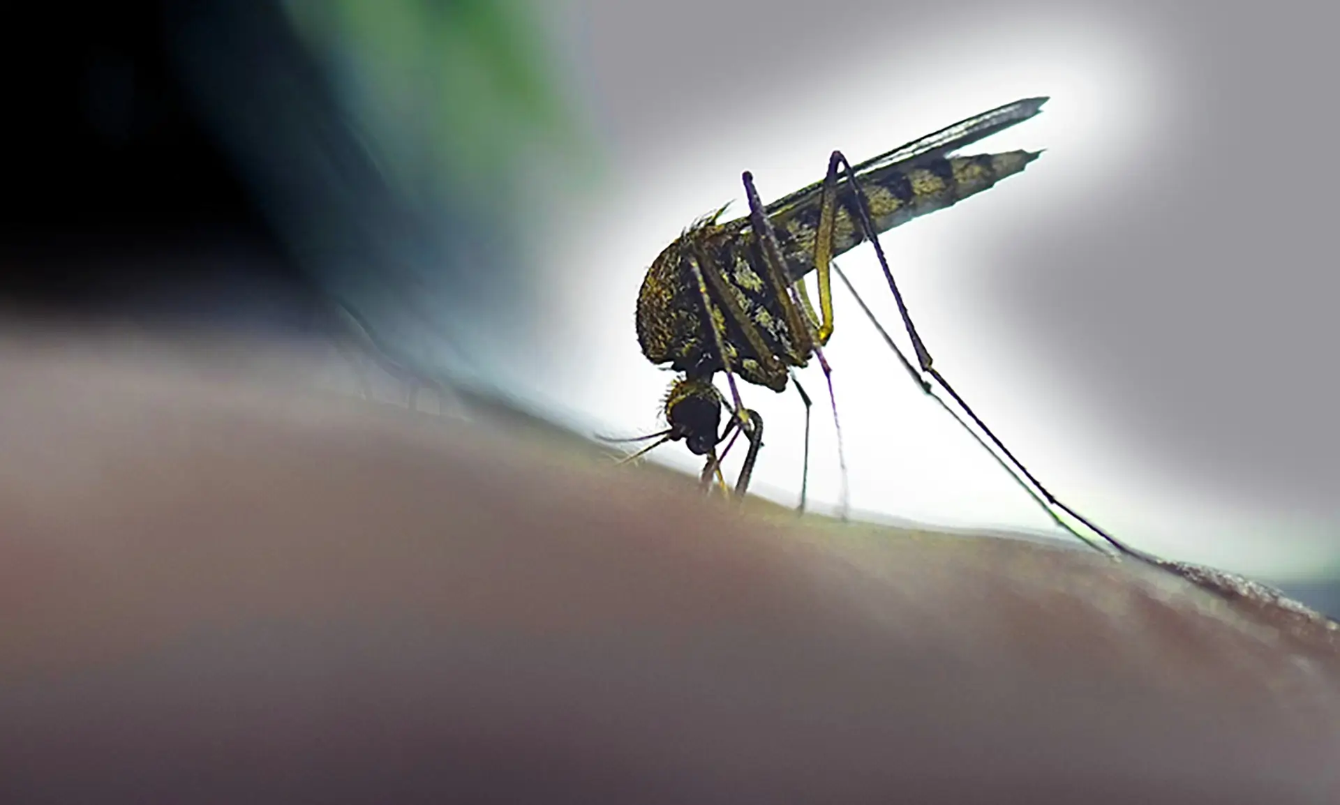 Mosquitoes in TN