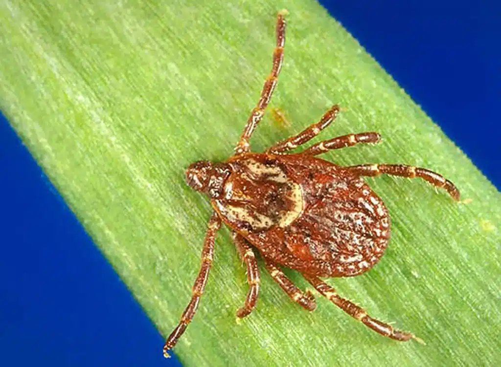Lone Star vs. Dog Tick vs. Deer Tick: A Tennessee Tick ID Guide 5 Brown dog tick in TN.