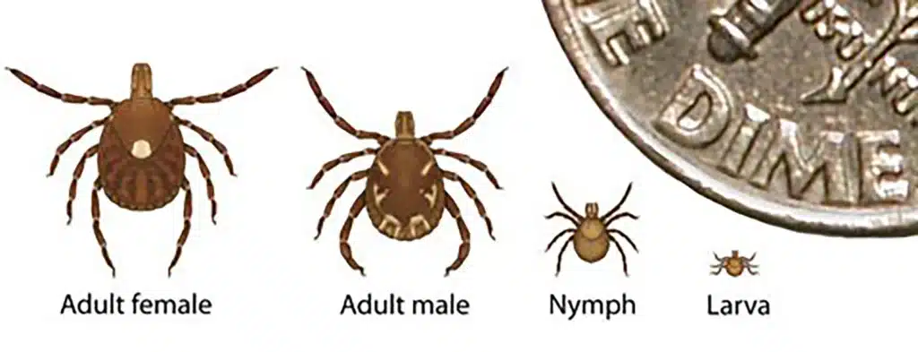 Lone Star vs. Dog Tick vs. Deer Tick: A Tennessee Tick ID Guide 6 Types of ticks in TN
