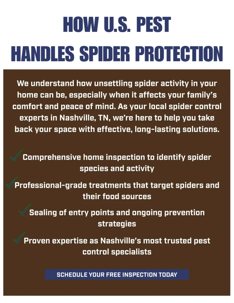 The August Spider Invasion: What Homeowners Should Know Before Fall 3 US Pest Spider Protection