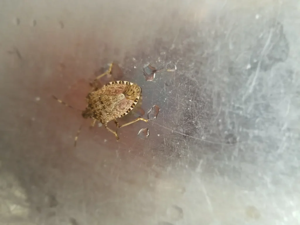 Stink bugs stink!