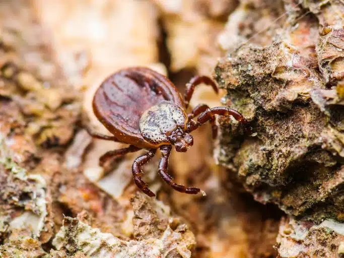 Fight tick diseases with U.S. Pest tick treatment.
