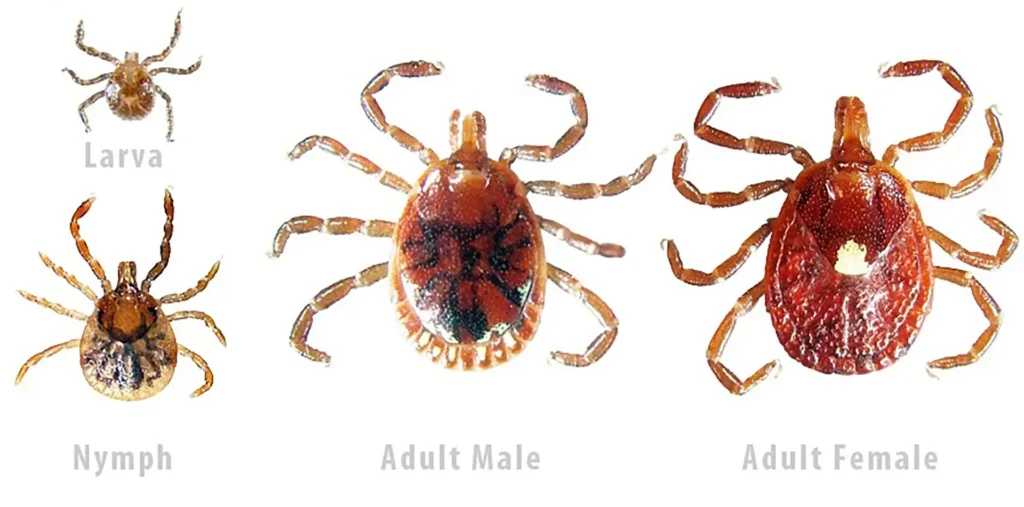The Diagnosis Was Ehrlichiosis — Tennessee's Most Reported Tick Illness 3 Lone star tick adult female with single white dot on reddish-brown back found in Middle Tennessee
