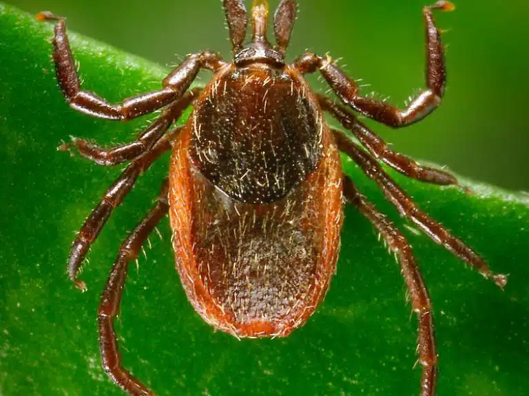 Common tick in TN