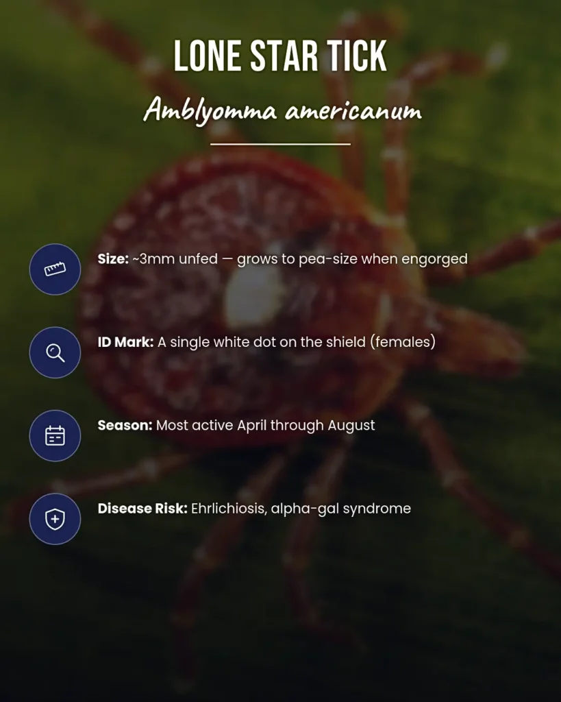 Lone Star tick facts, including alpha-gal.