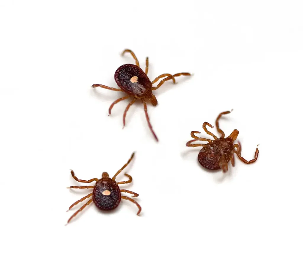Adult female lone star ticks showing single white dot on reddish-brown back found in Middle Tennessee