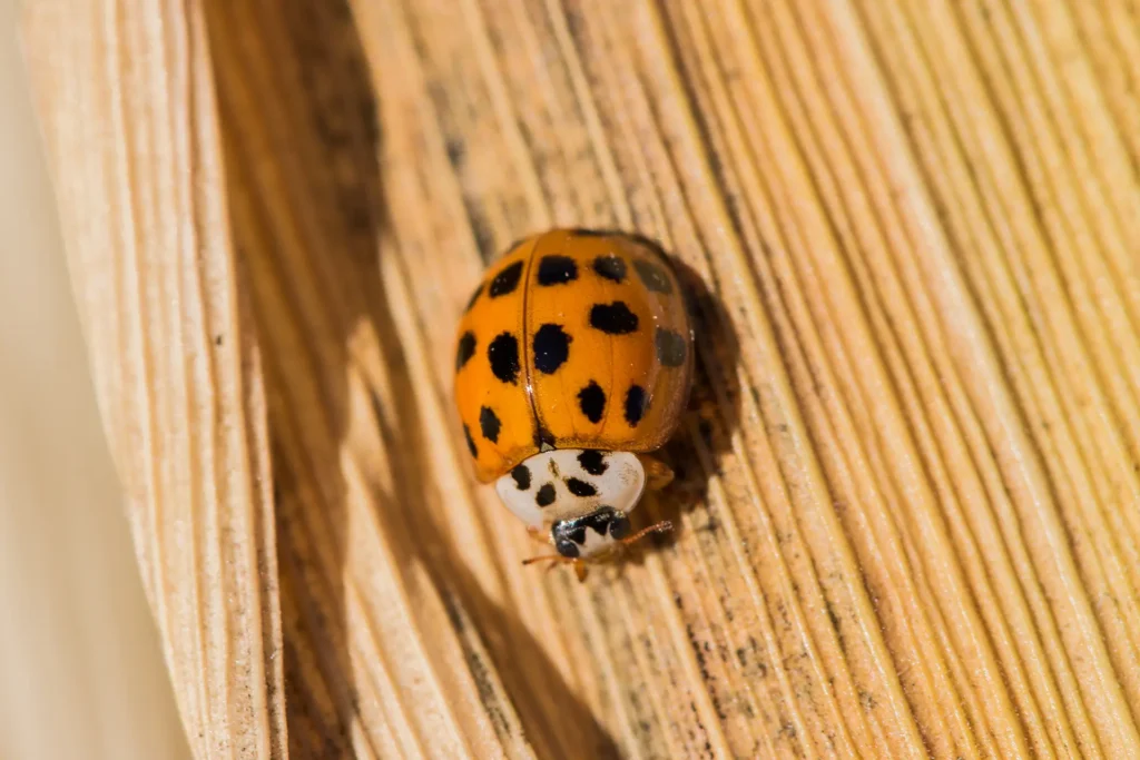 Lady bugs in the house