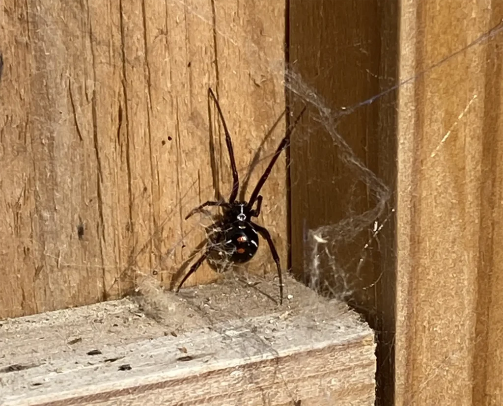 Are Black Widow Spiders Common in Middle Tennessee? 4 Spider web in the house