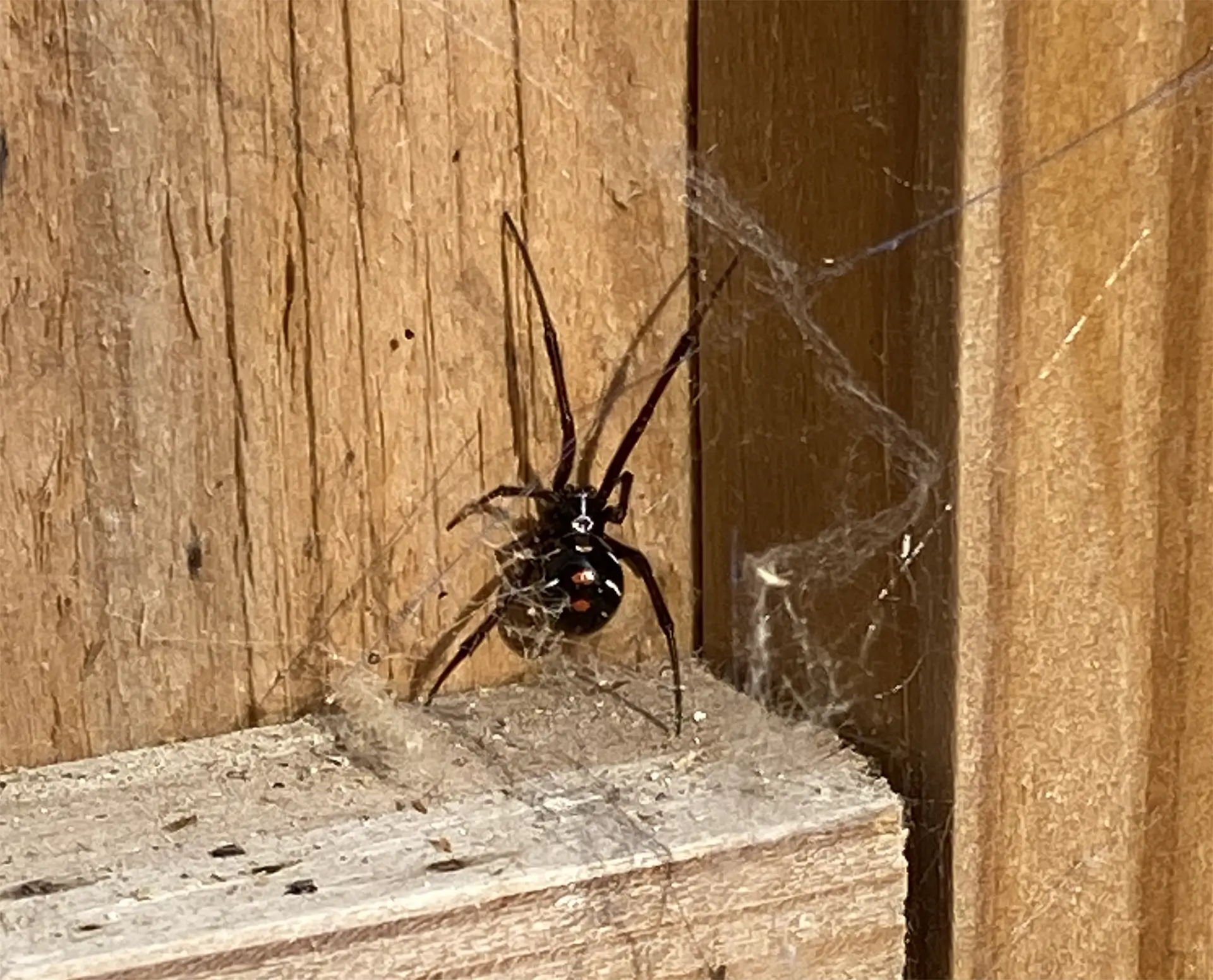 Spider web in the house