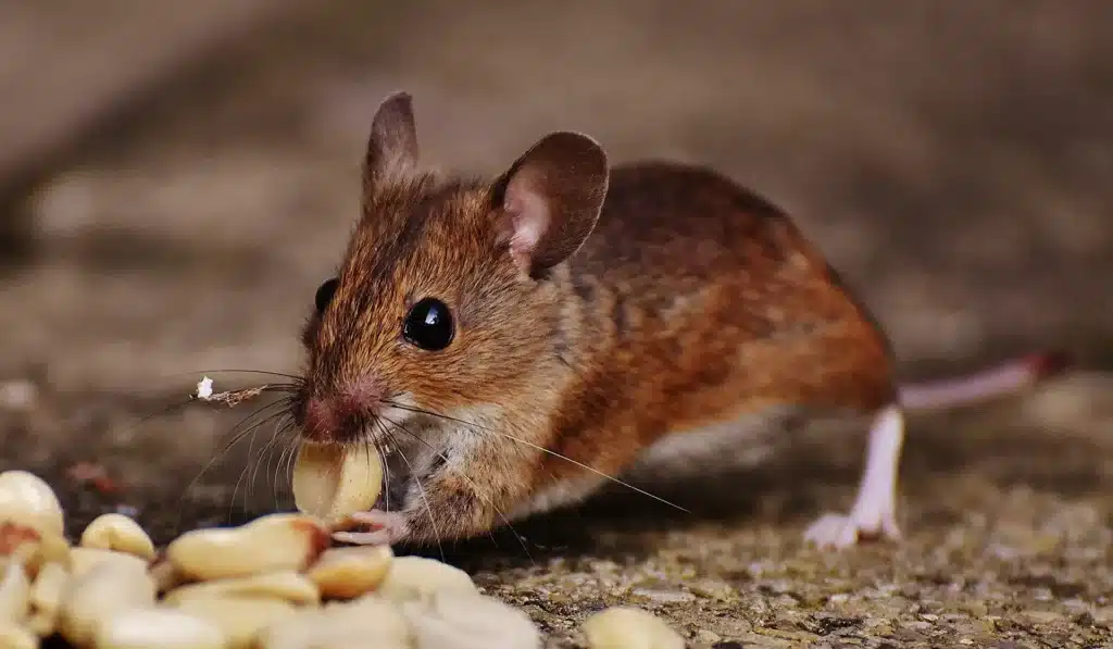 Rodents in TN homes