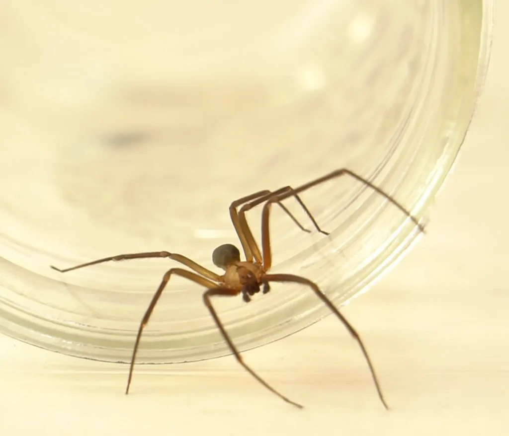 Large wolf spider on a wall inside a Tennessee home during fall mating season