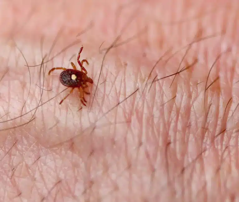 Lone Star Tick Biting a Human