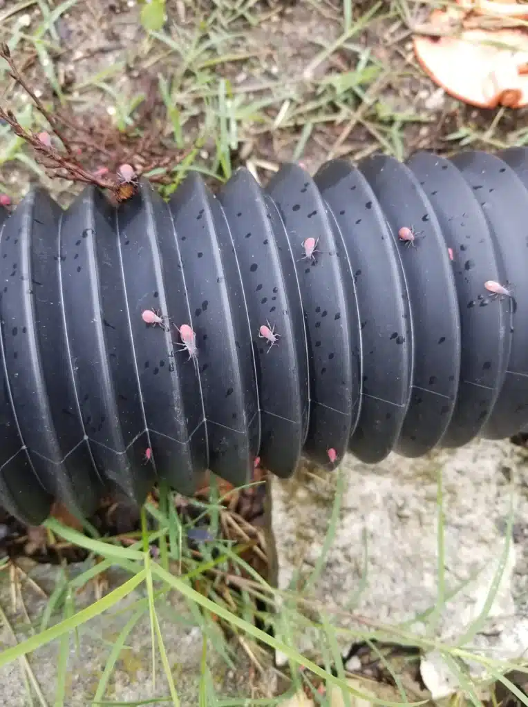 Box elder bugs congregating in large numbers