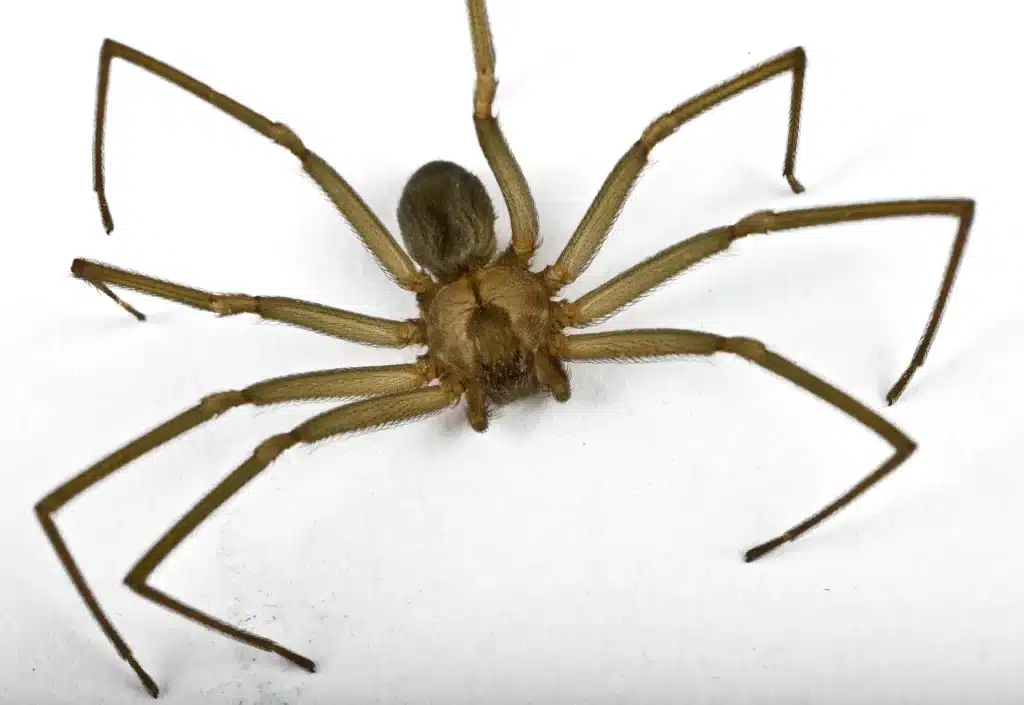 Where Do Spiders Hide in Your House? 2 Brown recluse spider with long tan legs and a violin-shaped marking, close-up