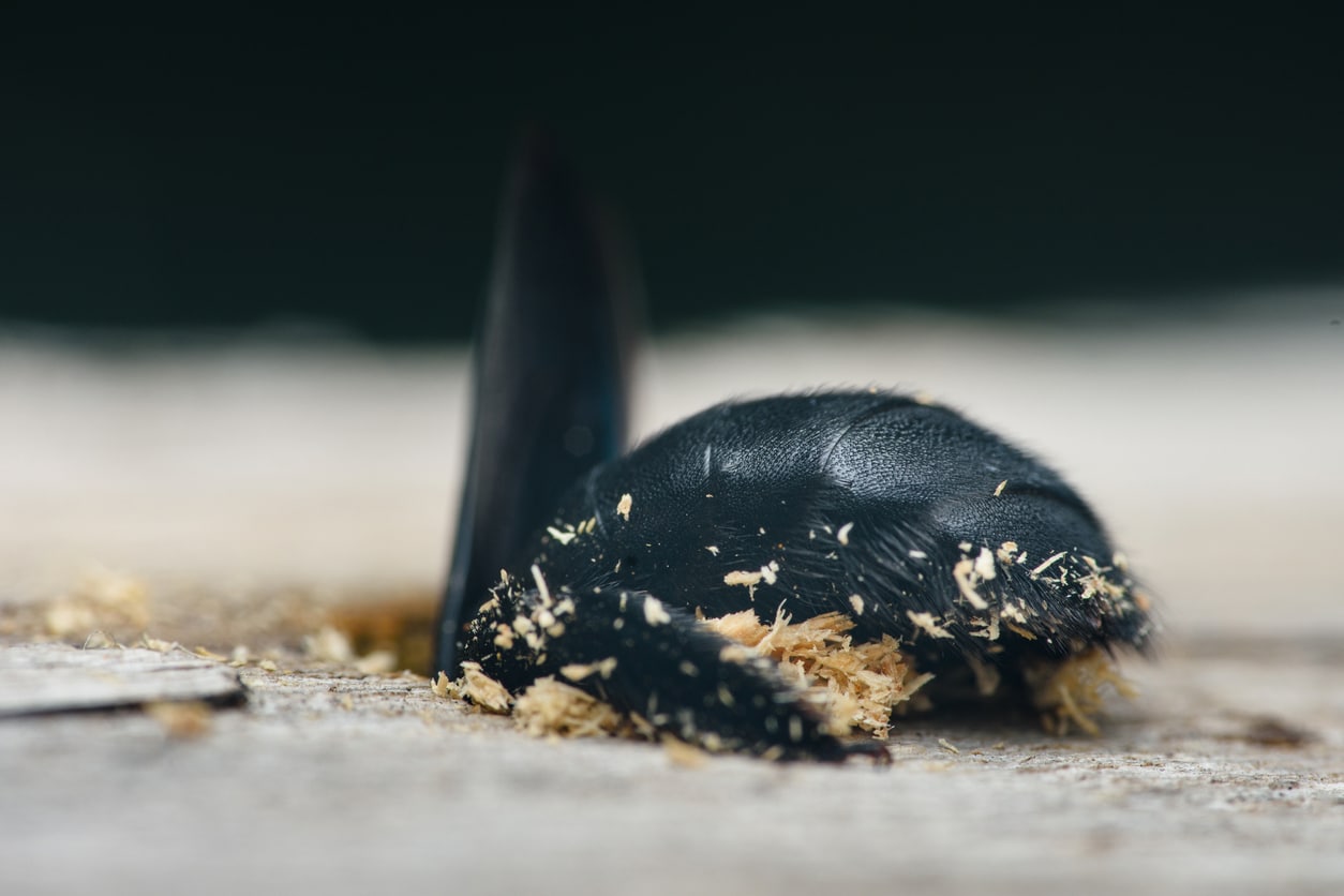 Carpenter Bee digging new hole