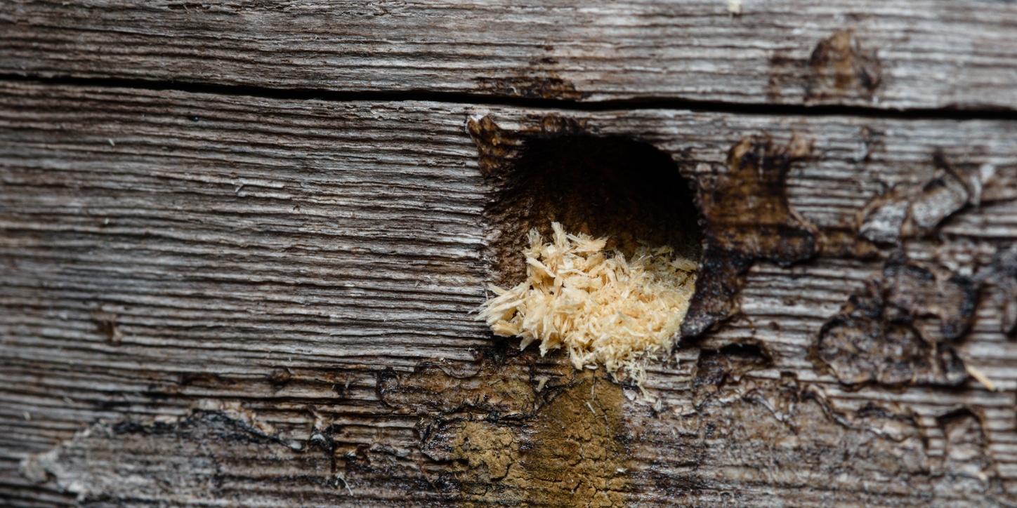 Carpenter bee hole near a wooden deck railing in Middle Tennessee