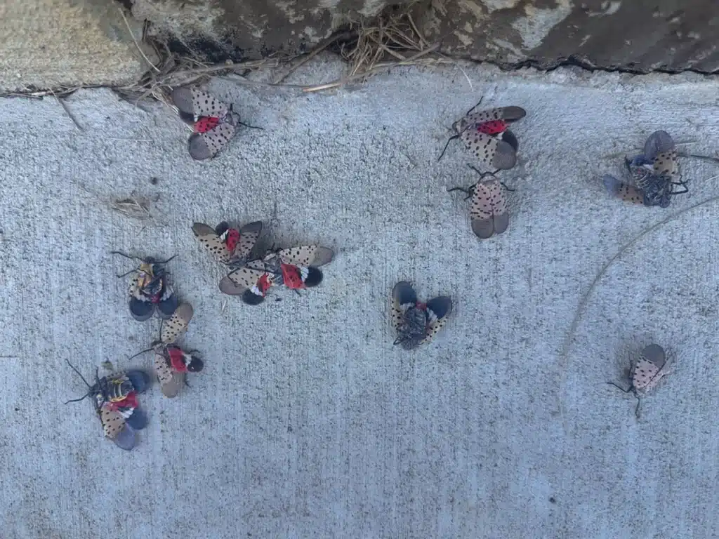 Spotted Lanternflies in Middle Tennessee: What Homeowners Need to Know 4 Dead black and white spotted lanternflies.