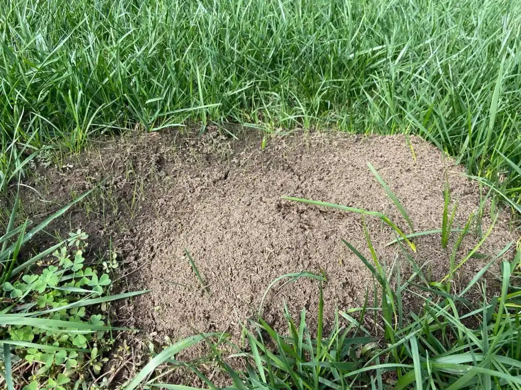 Fire ant mound near home foundation in Hendersonville Tennessee