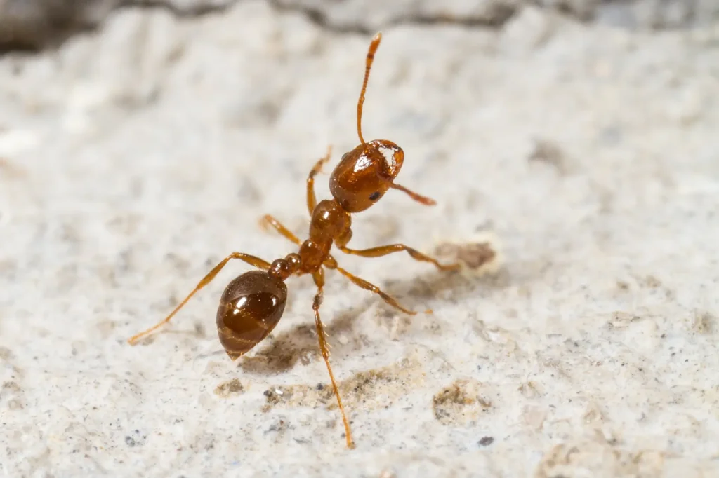 Close-up of red imported fire ants swarming on disturbed mound in Middle Tennessee yard