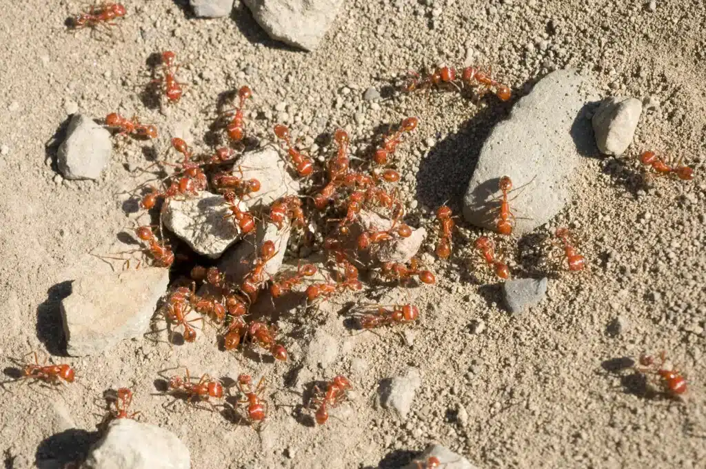 Close-up of red imported fire ants swarming on disturbed mound in Middle Tennessee yard