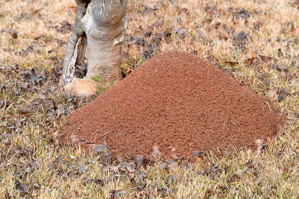 Fire ant dome mound in Tennessee lawn showing fine crumbly soil texture