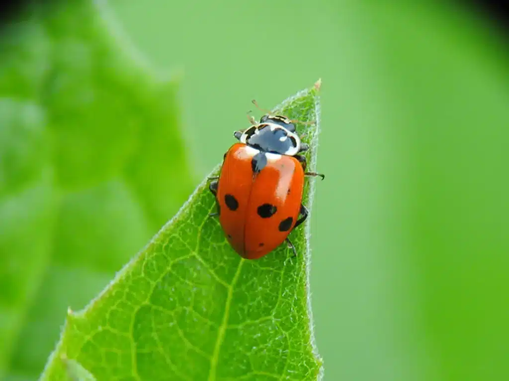 Why Are There So Many Ladybugs on My Home During October? 6 Close-up of Asian lady beetle showing M marking behind head on Tennessee home house plant.
