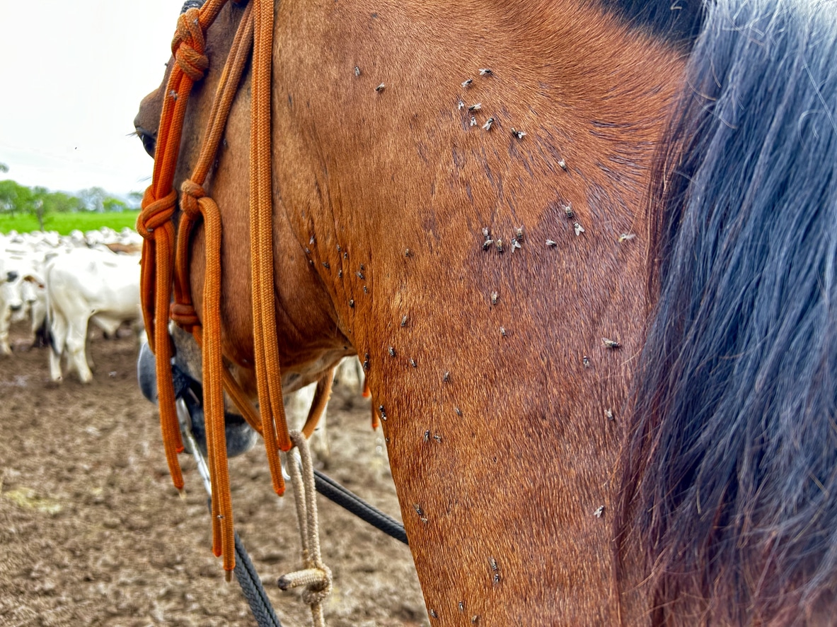Horn flies on a horse’s neck, a common barn pest controlled by U.S. Pest Protection’s farm fly control