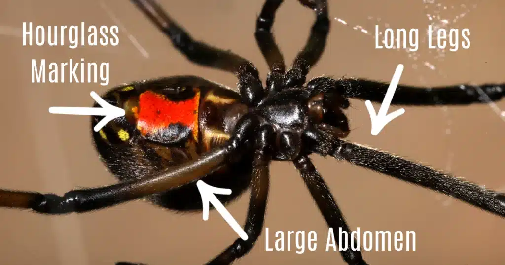 Are Black Widow Spiders Common in Middle Tennessee? 2 How to identify black widow spiders