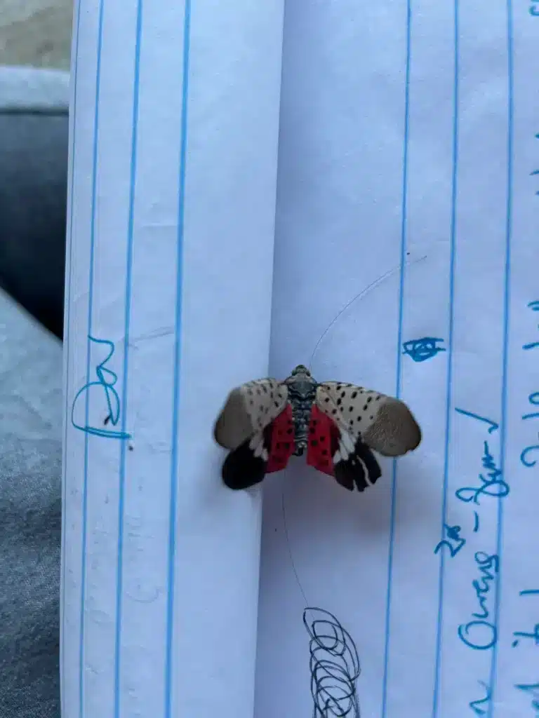 Spotted Lanternflies in Middle Tennessee: What Homeowners Need to Know 2 Adult spotted lanternfly eating a kids homework, the teacher will never believe it.