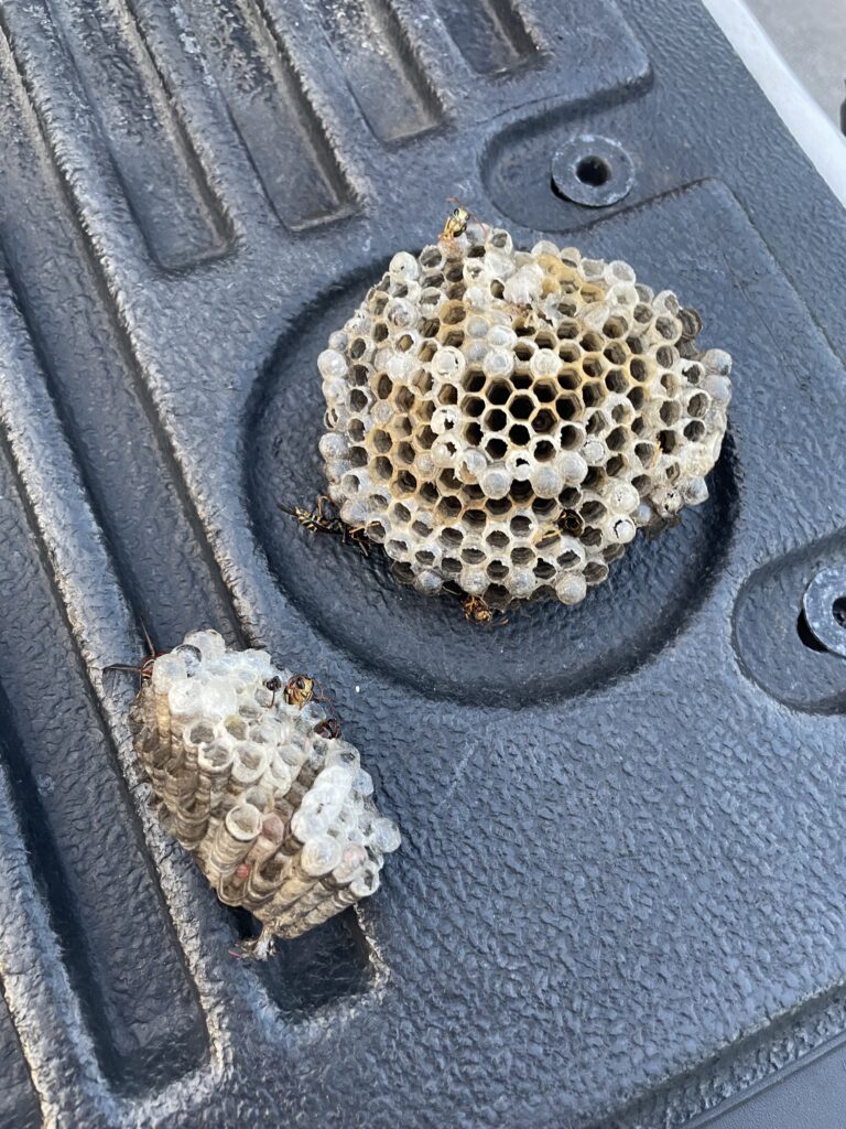 Two wasp nests removed from under the awning and the front wall of a Nashville auto repair shop