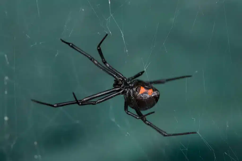 Where Do Spiders Hide in Your House? 3 Black widow spider with red hourglass marking hanging in its web