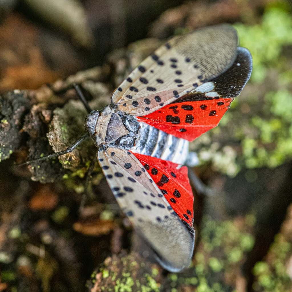 Close-up of an adult spotted lanternfly showing its spotted gray-tan wings