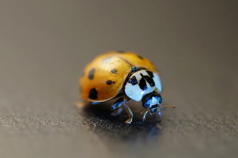Macro of Asian Lady Beetle (Harmonia axyridis)