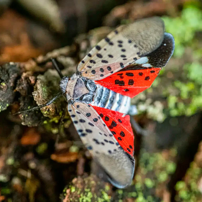Adult spotted lanternfly with wings spread showing red wings and black spots on tree bark in Middle Tennessee