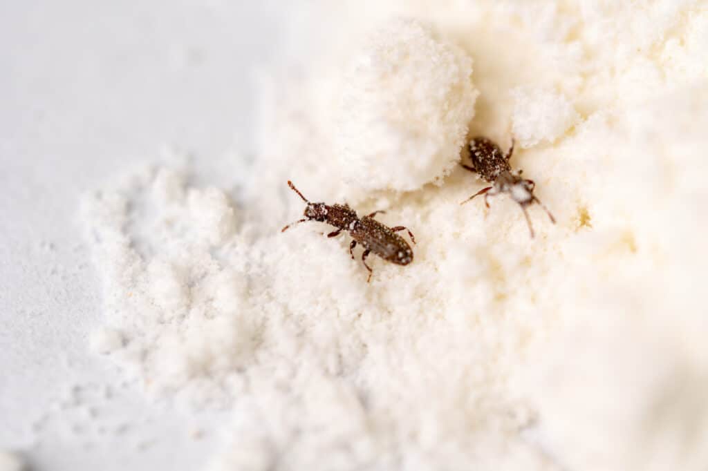 Rice Weevel in flour