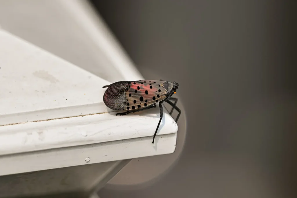 Spotted Lanternflies in Middle Tennessee: What Homeowners Need to Know 3 Tennessee homeowner photographing spotted lanternfly on outdoor furniture to report to state