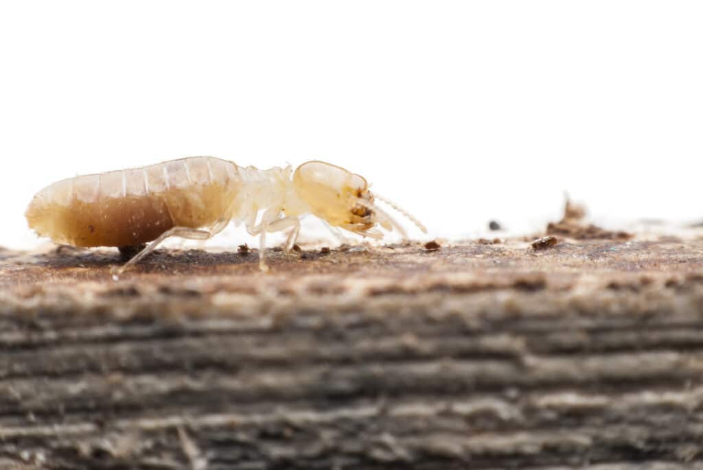 Subterranean Termite