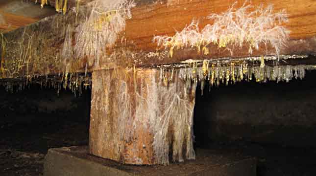 Wood Fungus Treatment 1 Wood Decay Fungus1